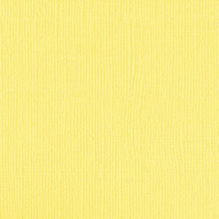 204428 Canary