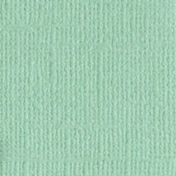 205580 Mint Tulip